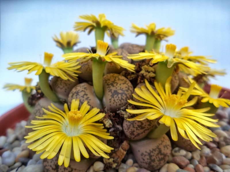Group Of Lithops Stock Photo, Picture And Royalty Free Image. Image  101647918.