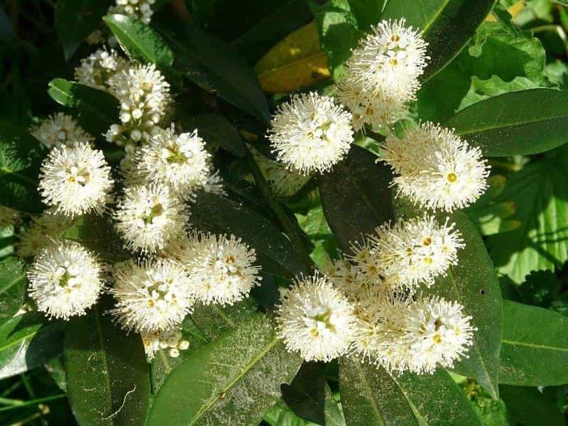 Group Of White Laurel Flowers In The Tree Stock Photo, Picture And Royalty  Free Image. Image 6614472.