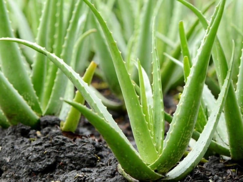 Growing Aloe Vera Plants: How To Care For An Aloe Vera Plant