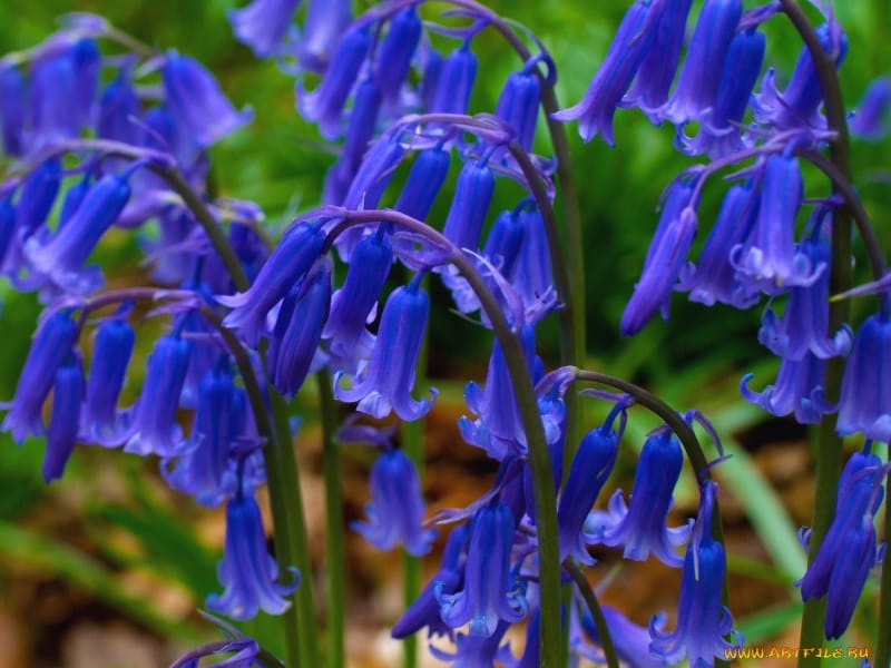 Growing Bellflowers and Differentiating Between Varieties - LoveToKnow