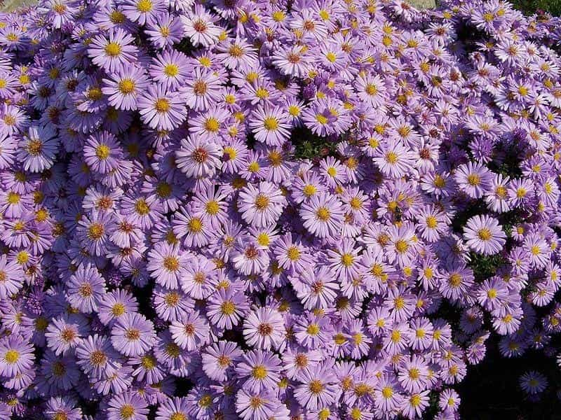 Growing Blue Aster Flowers: Popular Types Of Blue Aster Plants