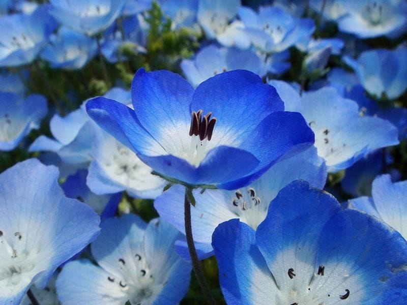 Growing Bluestar Flowers: How to Plant, Grow, and Care For Amsonia  Tabernaemontana