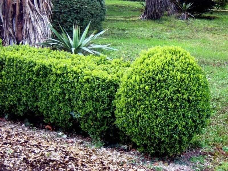 Growing Boxwood: Tips For Caring For Boxwood Plants