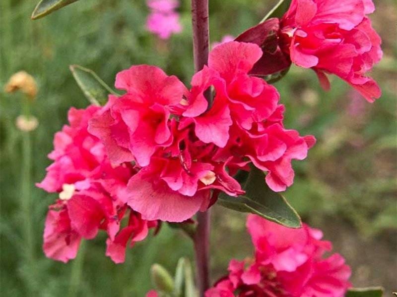 Growing Clarkia Wildflowers - Information On The Care of Clarkia Plants