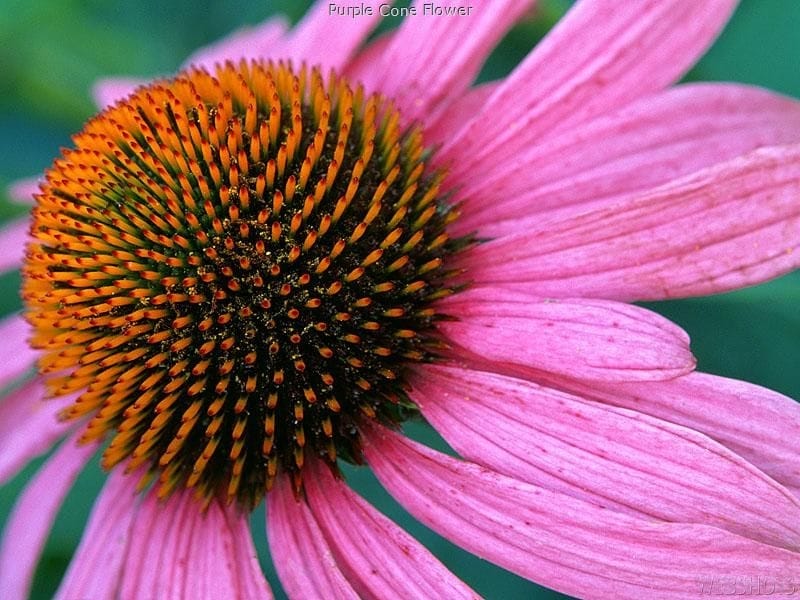 Growing ConeFlowers - YouTube