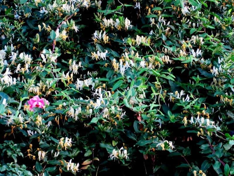 Growing Diervilla Honeysuckles - Learn About Bush Honeysuckle Care