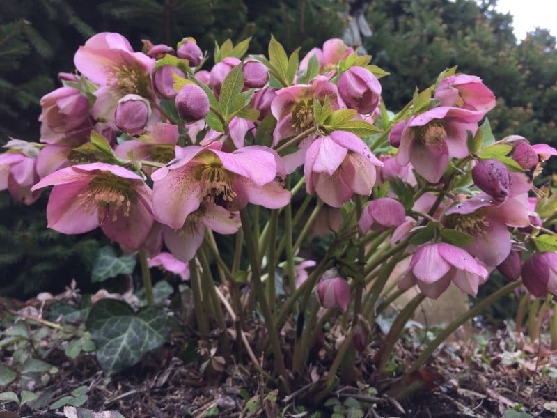 Growing Hellebore: How To Care For Hellebores