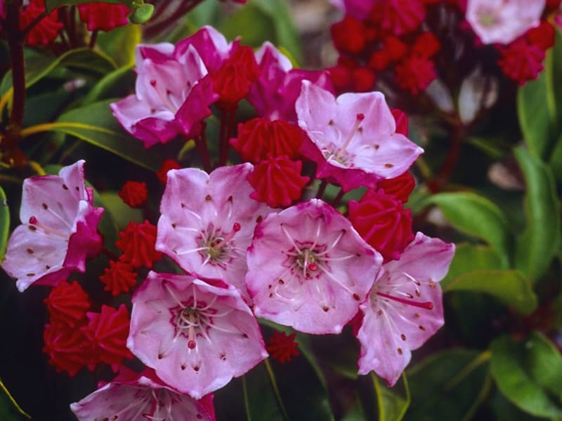 Growing Mountain Laurel From Seed – Learn When To Sow Mountain Laurel Seeds