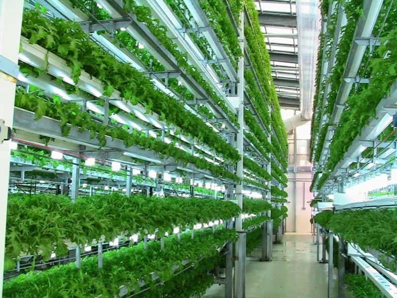 Growing Plants Indoors with Hydroponics