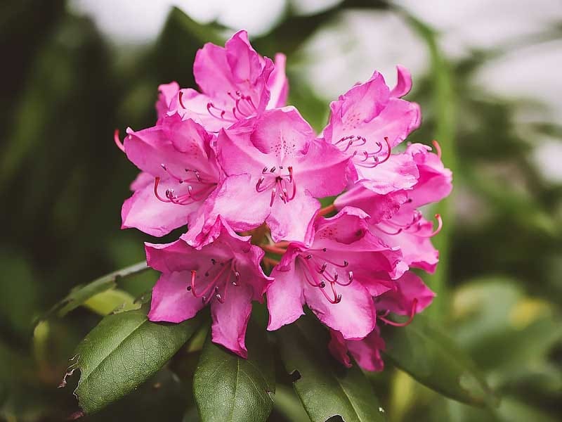 Growing Rhododendrons in North Carolina - Homegrown - NC State University