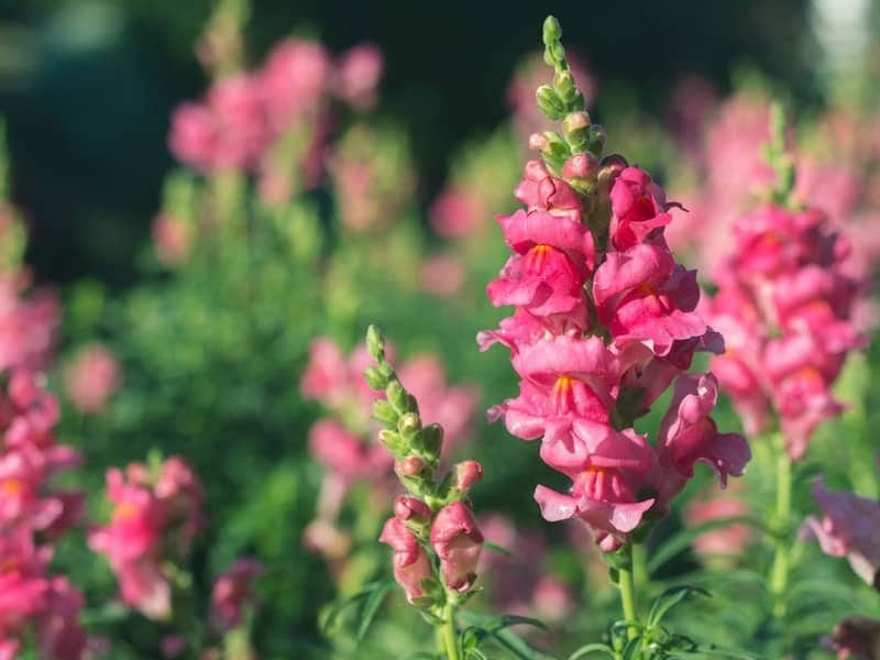 Growing Snapdragon Flowers - How To Care For Snapdragon Plants