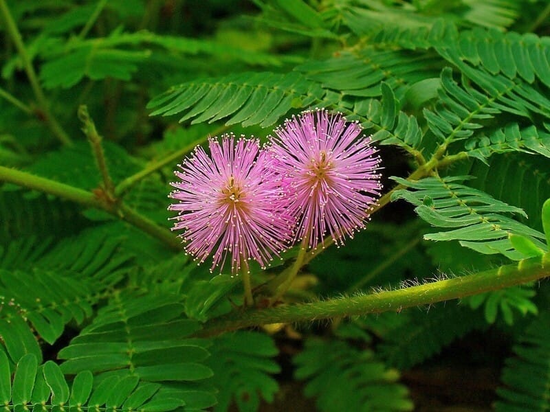 Growing the Sensitive Plant (Mimosa pudica) - YouTube