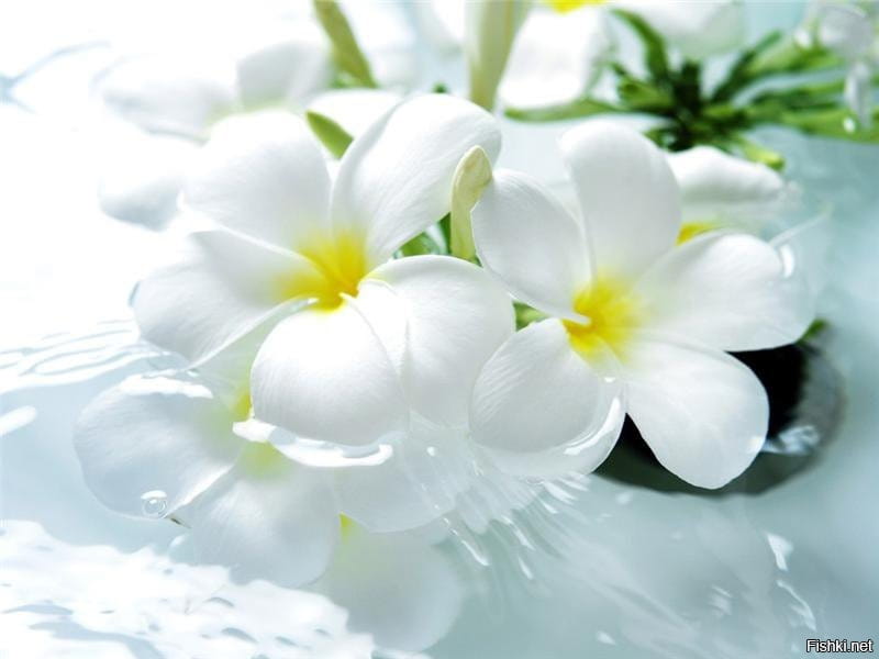 HD wallpaper: flower, white, white flower, flowers, nature, plant, flora -  Wallpaper Flare