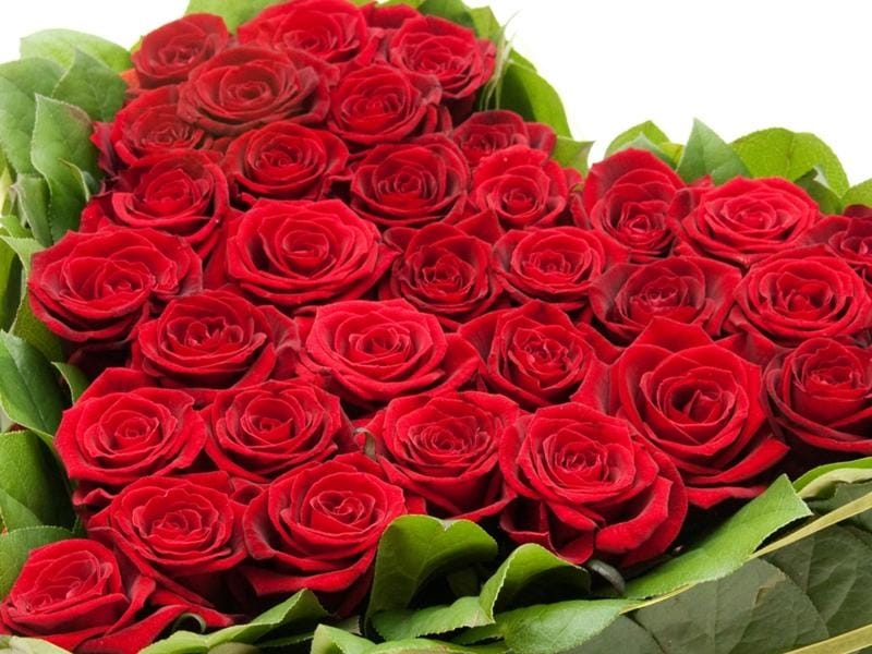 HD wallpaper: rose, red, flower, roses, flowers, beautiful, flowering plant  - Wallpaper Flare