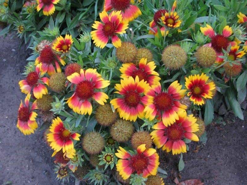 HEAT IT UP™ Scarlet Gaillardia - Garden Crossings