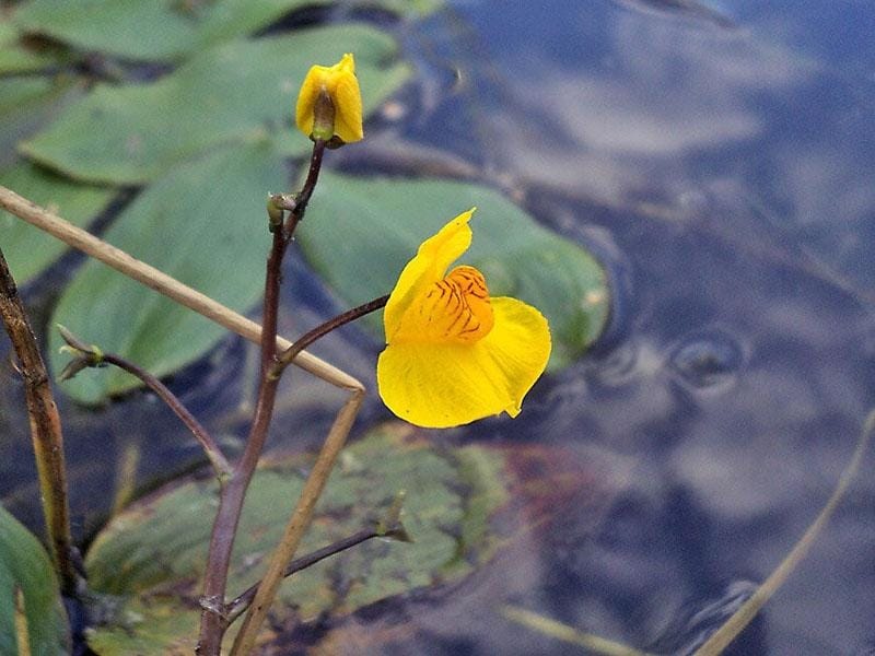 HORNED BLADDERWORT Utricularia Cornuta Carnivorous Carnivore - Etsy