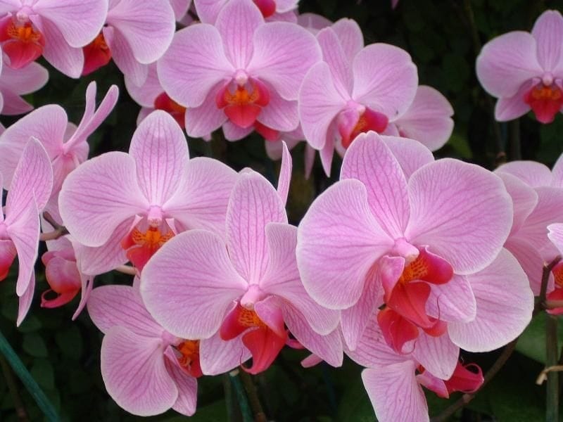 Hammer Orchid\
