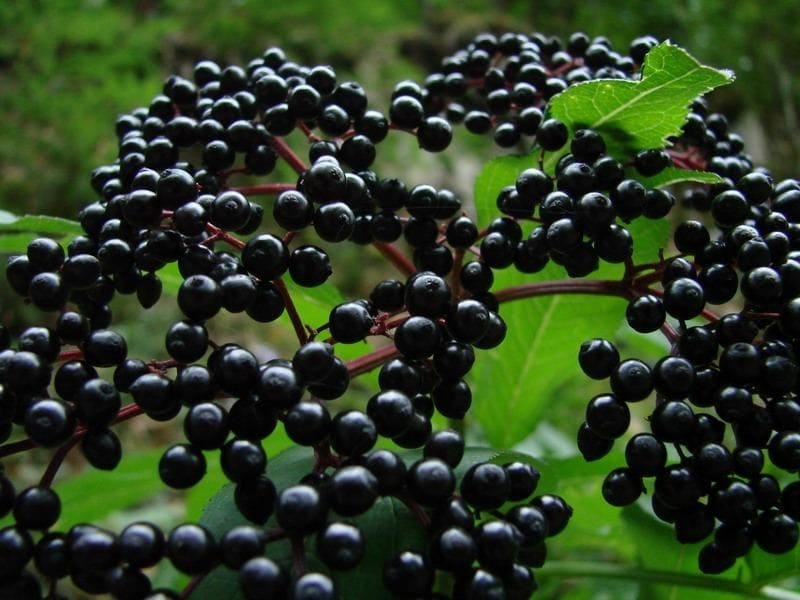 Harvesting Elderberry Fruit - When Are Elderberries Ripe