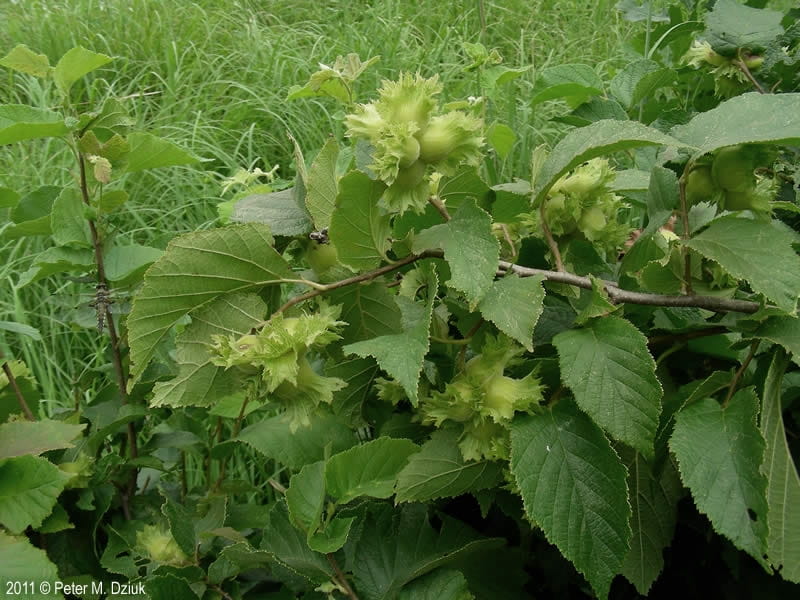 Hazelnut Care - Learn More About Growing Hazelnuts And Filberts