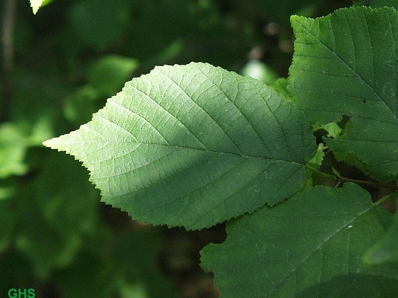 Hazelnuts - Piedmont Master Gardeners