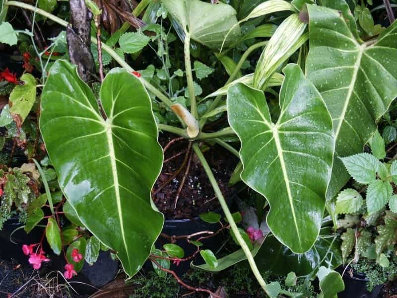 Heartleaf Philodendron Micans — Friends or Friends
