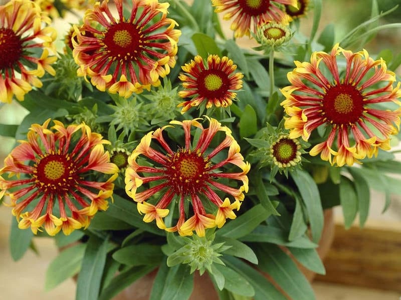 Heat it Up® Scarlet - Blanket Flower - Gaillardia hybrid - Proven Winners