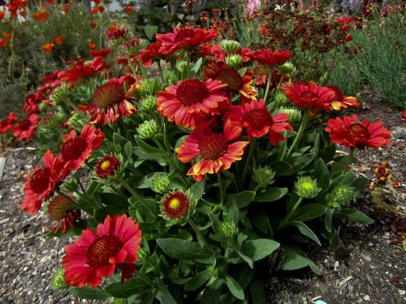 Heat it Up® Yellow - Blanket Flower - Gaillardia hybrid - Proven Winners