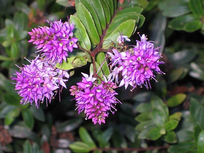 Hebe 'Evenosa' – Maryflower