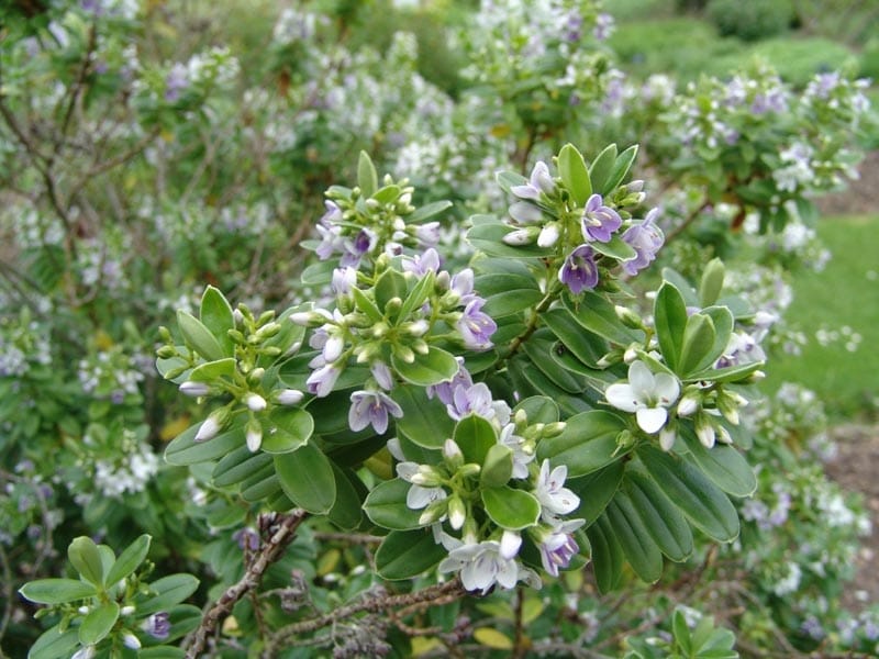 Hebe 'Heartbreaker' 3L Pot - Shrubs - Hedges Direct