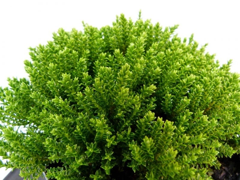 Hebe Red Edge - Hebe albicans 'Red Edge' - Hedges Direct