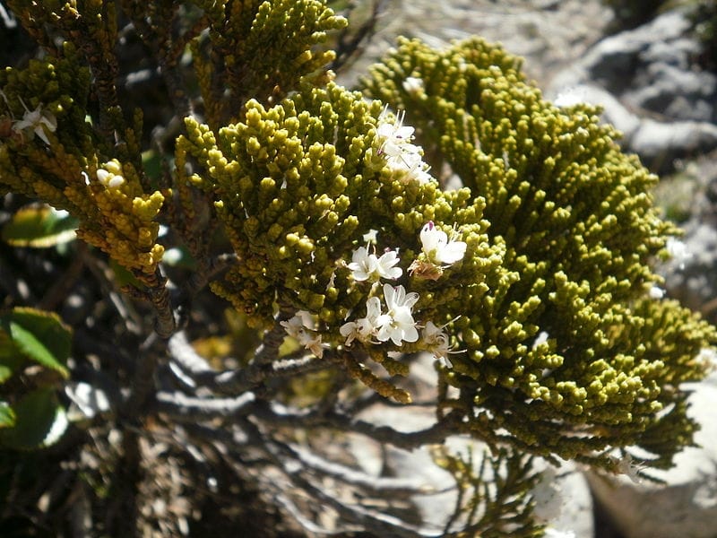 Hebe speciosa: Small evergreen shrub that bees love