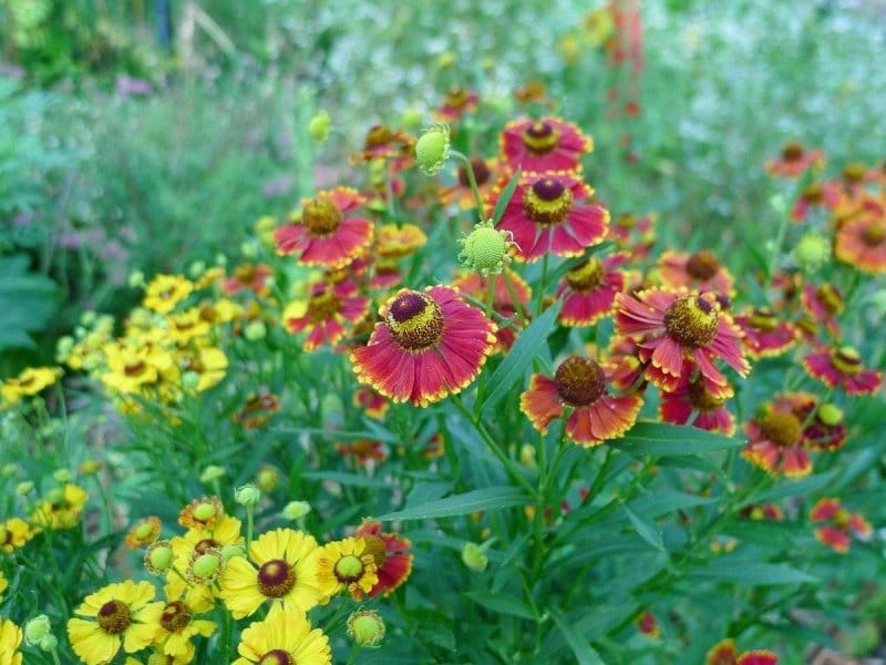 Helenium Autumn Lollipop - J Parker Dutch Bulbs