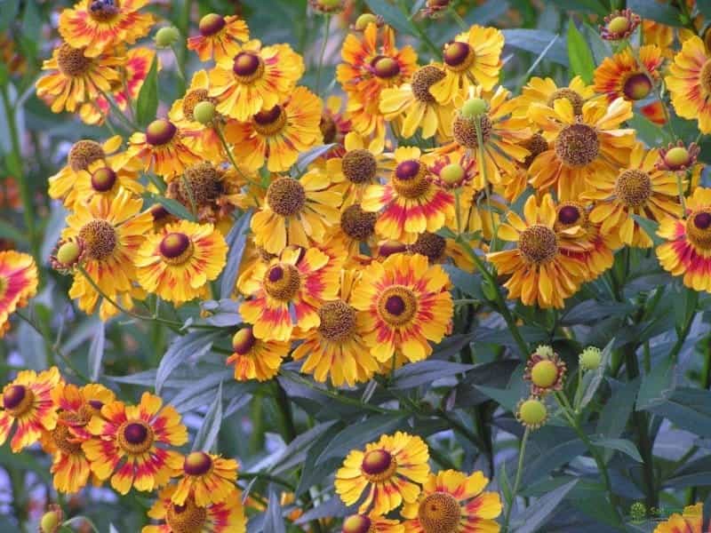 Helenium Short and Sassy - Plants for Sale - Free UK Delivery