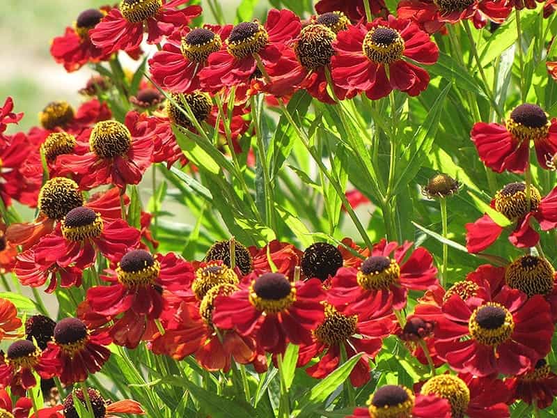 Helenium autumnale Western Mixture