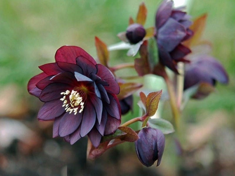 Hellebore - the perfect flower for the cold and winter