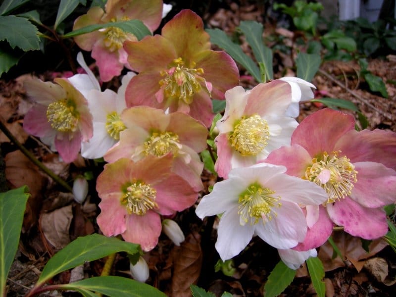 Hellebore: The Beautiful Winter Flower — Seattle's Favorite Garden Store  Since 1924 - Swansons Nursery