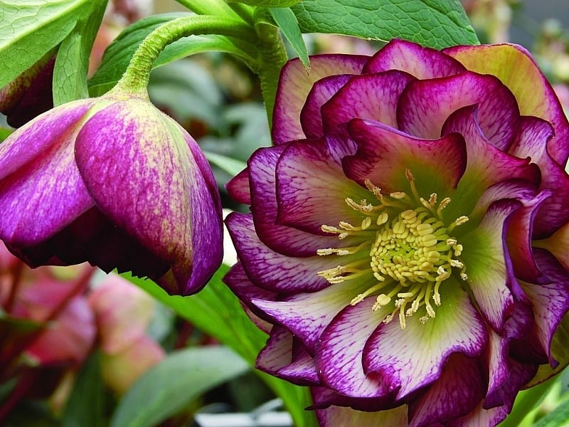 Hellebores: Beautiful Flowers of Late Winter and Spring - Owlcation
