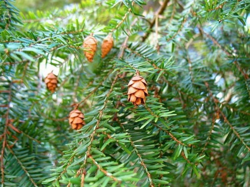 Hemlock woolly adelgid - Wikipedia