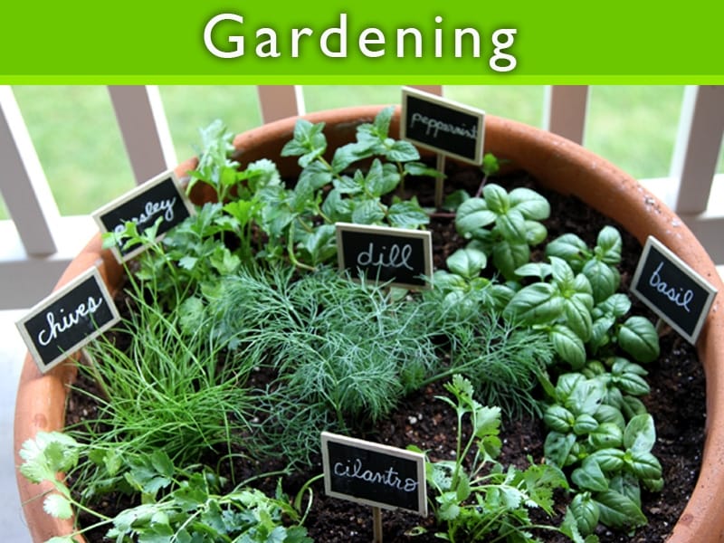 Herb garden ideas- Nine ways to create a happy herb garden