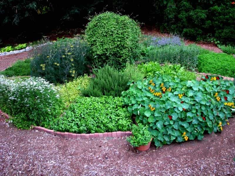 Herb garden ideas – create a cook's herb garden you'll actually use