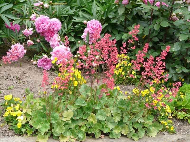 Heuchera - Coral Bells Wild Rose