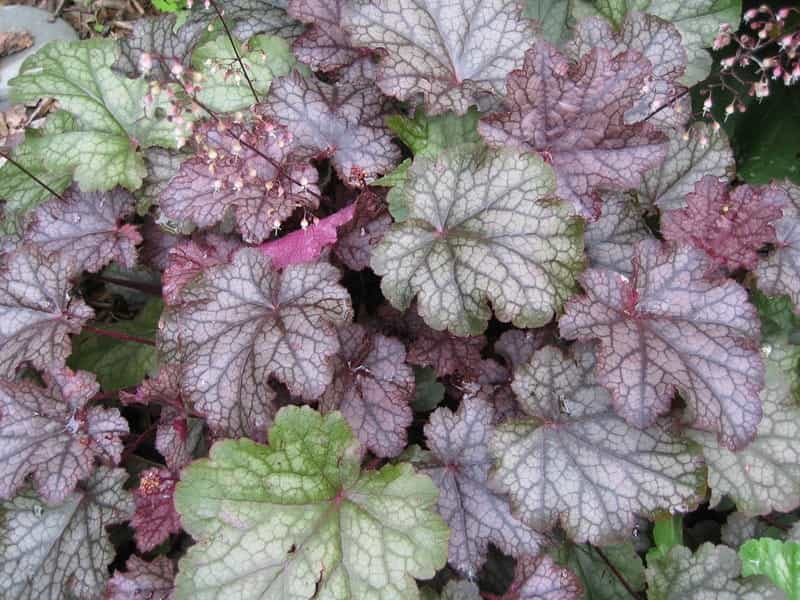 Heuchera 'Saturn' - Coral Bells (4.5\