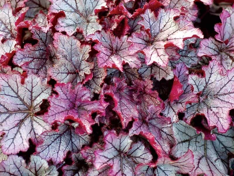 Heuchera 'Timeless Night' PPAF - Coral Bells (4.5\