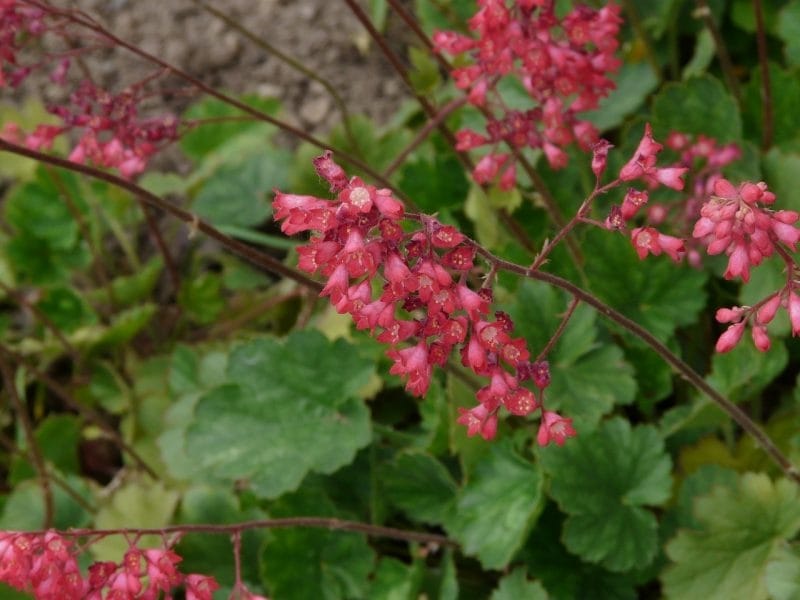 Heuchera Firefly Seeds - Coral Bells Firefly Flower Seed