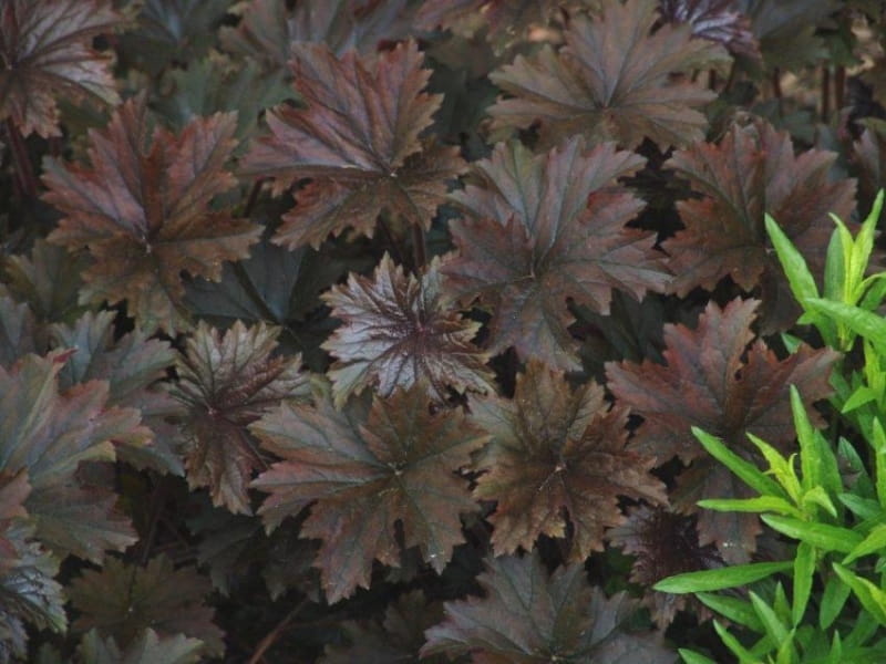 Heuchera Grape Timeless Coral Bell - Sugar Creek Gardens