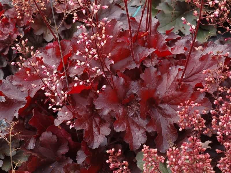 Heuchera Paris - Buy Coral Bells Perennials Online