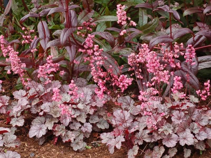 Heuchera, Timeless Glow Coral Bells - Switzer Landscaping  Nursery