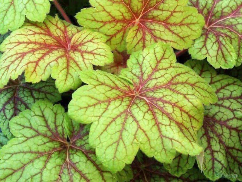 Heuchera sanguinea - Firefly - Coral Bells Appx 2500 seeds