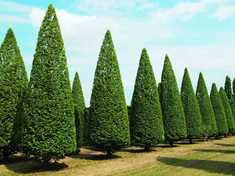 Hicks Yew is the January 2020 Plant of the Month – Glacier View Landscape  and Design, Inc.