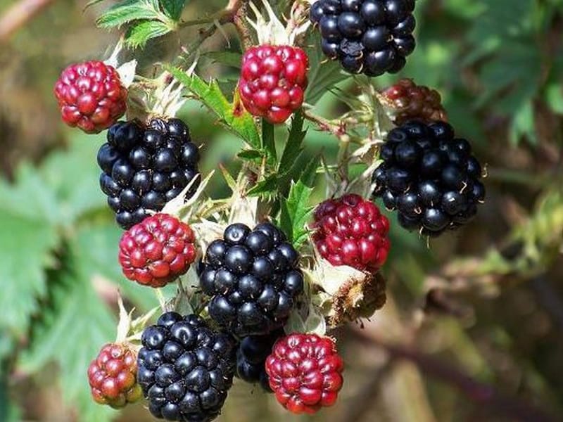 Himalayan Blackberry (Edible Plants on UC Berkeley Campus) · iNaturalist